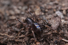 Oedignatha scrobiculata