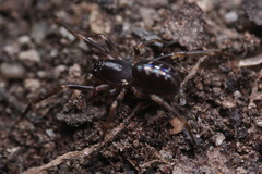 Oedignatha scrobiculata