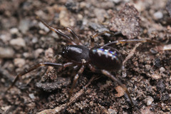 Oedignatha scrobiculata