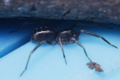 Oedignatha scrobiculata
