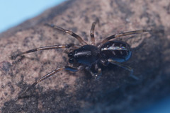 Oedignatha scrobiculata