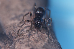 Oedignatha scrobiculata