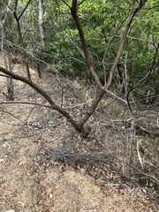 Acacia leptostachya