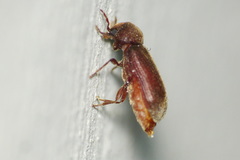 Oligomerus ptilinoides