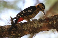 Dendrocopos darjellensis