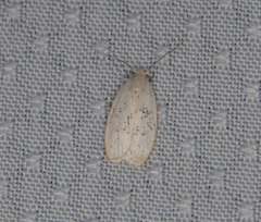 Durrantia piperatella