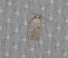 Durrantia piperatella