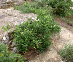 Lonicera iberica