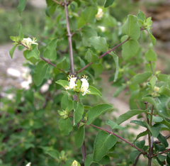 Lonicera iberica
