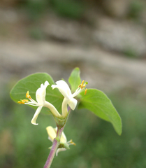 Lonicera iberica