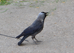 Corvus monedula