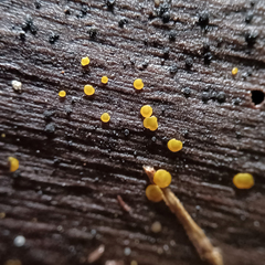 Orbilia xanthostigma