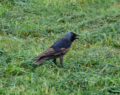 Corvus monedula