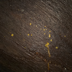 Orbilia xanthostigma