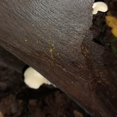 Orbilia xanthostigma