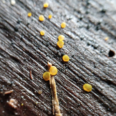 Orbilia xanthostigma