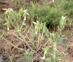 Onosma microcarpa