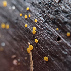 Orbilia xanthostigma