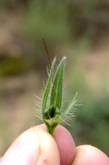 Onosma microcarpa