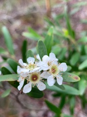 Leptospermum luehmannii