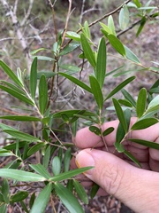 Leptospermum luehmannii