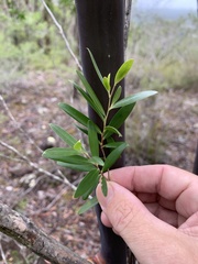Leptospermum luehmannii
