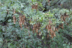Fraxinus dipetala
