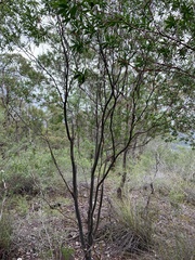 Leptospermum luehmannii
