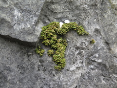 Xanthopsorella texana