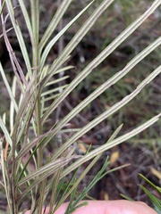 Grevillea hodgei