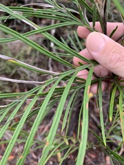 Grevillea hodgei