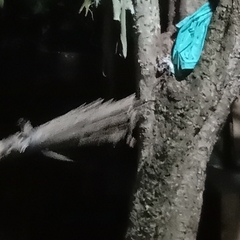 Homalopsis buccata