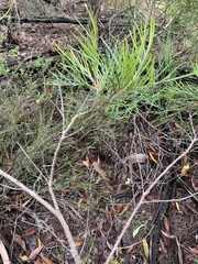 Grevillea hodgei