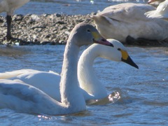 Cygnus columbianus bewickii