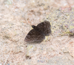 Viola violella