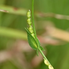 Zornia dyctiocarpa