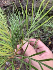 Grevillea hodgei
