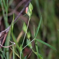 Zornia dyctiocarpa