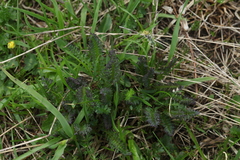 Pedicularis nordmanniana