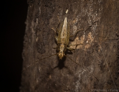 Temnosternus planiusculus