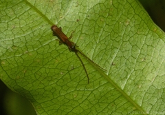 Cerobates ophthalmicus
