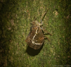 Cotylana angustifrons