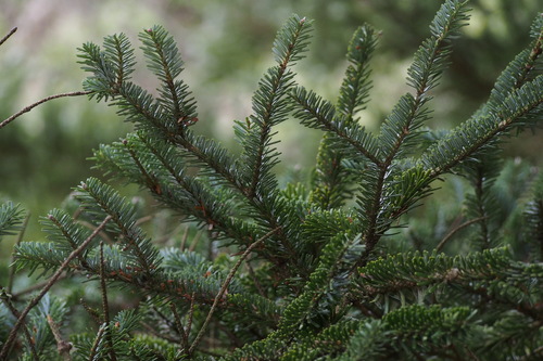 Nikko fir