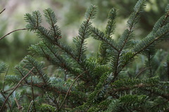 Abies homolepis