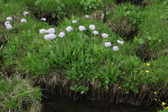 Primula auriculata