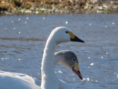 Cygnus columbianus bewickii