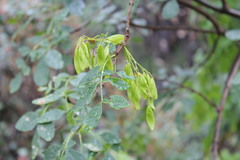 Fraxinus dipetala