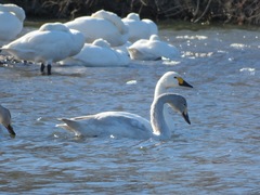 Cygnus columbianus bewickii