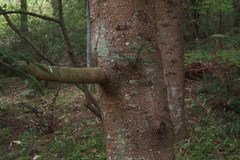 Abies homolepis