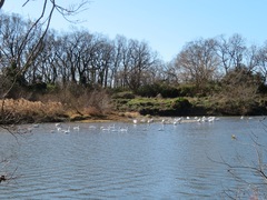 Cygnus columbianus bewickii